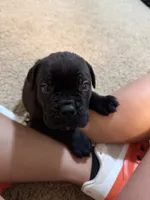 Black Female , a female Cane Corso for sale in Tulsa, OK – 1 of 2
