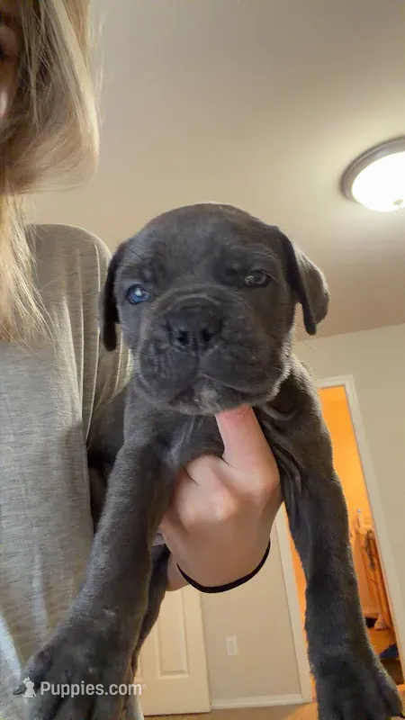 Blue/ Grey Female  – Cane Corso puppy for sale in Tulsa, OK