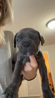Blue/ Grey Female , a female Cane Corso for sale in Tulsa, OK – 1 of 3