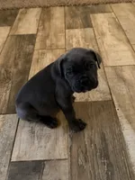Grey Female 2 , a female Cane Corso for sale in Tulsa, OK – 1 of 1