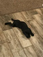 Black Male, a male Cane Corso for sale in Tulsa, OK – 2 of 3