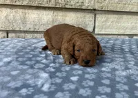 Simon F1b, a male Miniature Goldendoodle for sale in Donnellson, IA – 2 of 3
