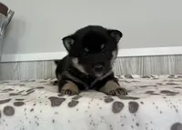 Nina, a female Shiba Inu for sale in Donnellson, IA – Photo 2 of 3