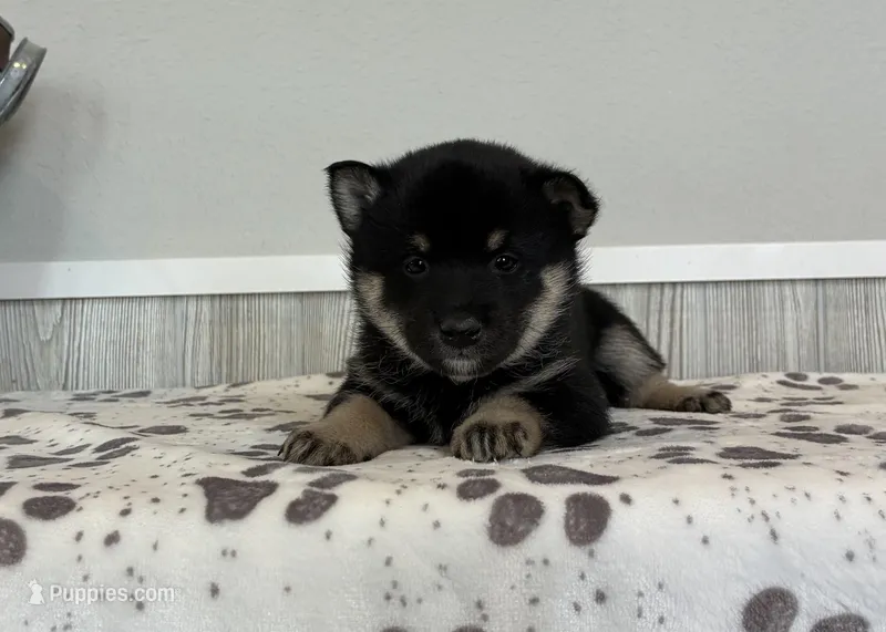 Nina – Shiba Inu puppy for sale in Donnellson, IA