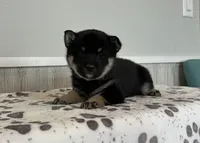 Nina, a female Shiba Inu for sale in Donnellson, IA – Photo 3 of 3