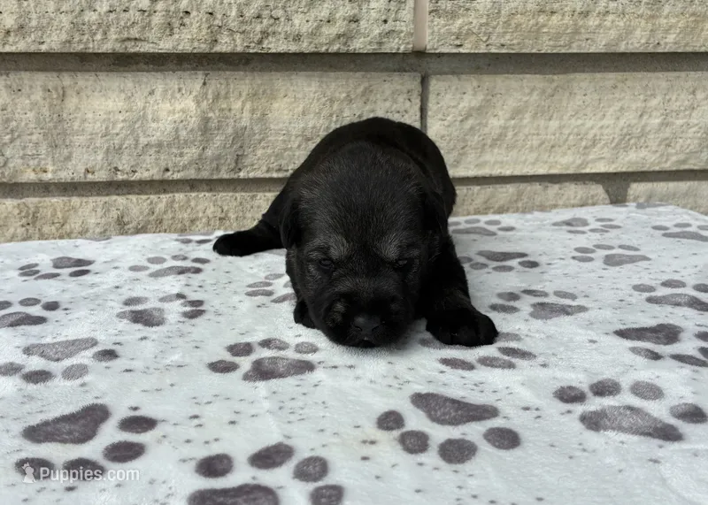 Dora – Standard Schnauzer puppy for sale in Donnellson, IA