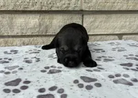 Dora, a female Standard Schnauzer for sale in Donnellson, IA – 1 of 3