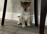 Nash AKC, a male Shiba Inu for sale in Donnellson, IA – 3 of 3
