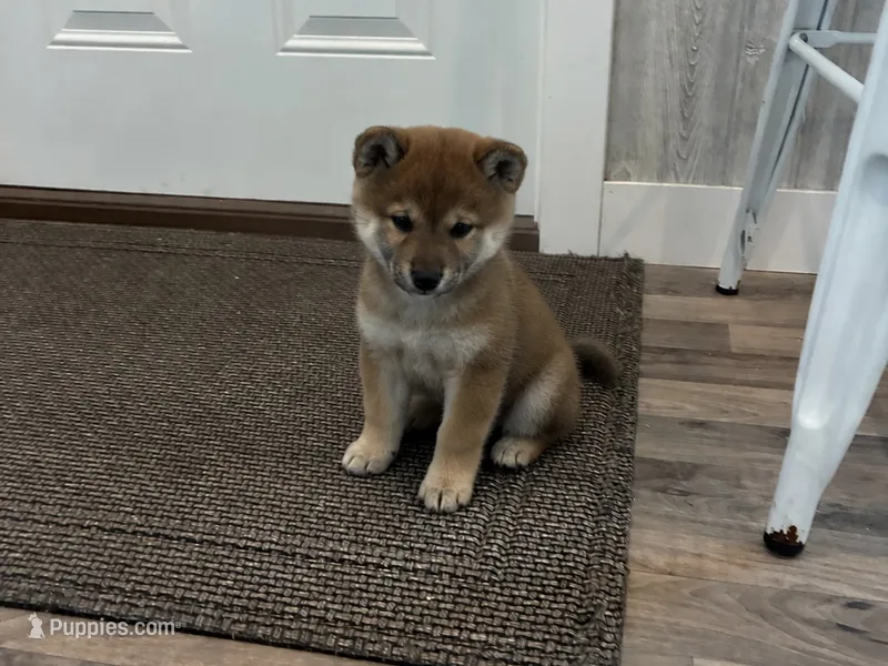 Nina AKC – Shiba Inu puppy for sale in Donnellson, IA