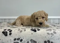Coral, a female Miniature Goldendoodle for sale in Donnellson, IA – 3 of 3