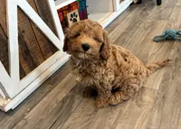 Toffee, a male Miniature Goldendoodle for sale in Donnellson, IA – 1 of 4