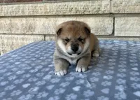 Archie AKC, a male Shiba Inu for sale in Donnellson, IA – 1 of 3