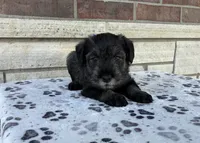 Serena, a female Standard Schnauzer for sale in Donnellson, IA – 2 of 3