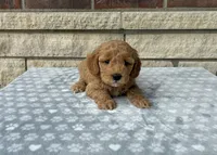 Chip F1b mini, a male Golden Retriever for sale in Donnellson, IA – 2 of 3