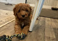 Magnolia , a female Miniature Goldendoodle for sale in Donnellson, IA – 3 of 3