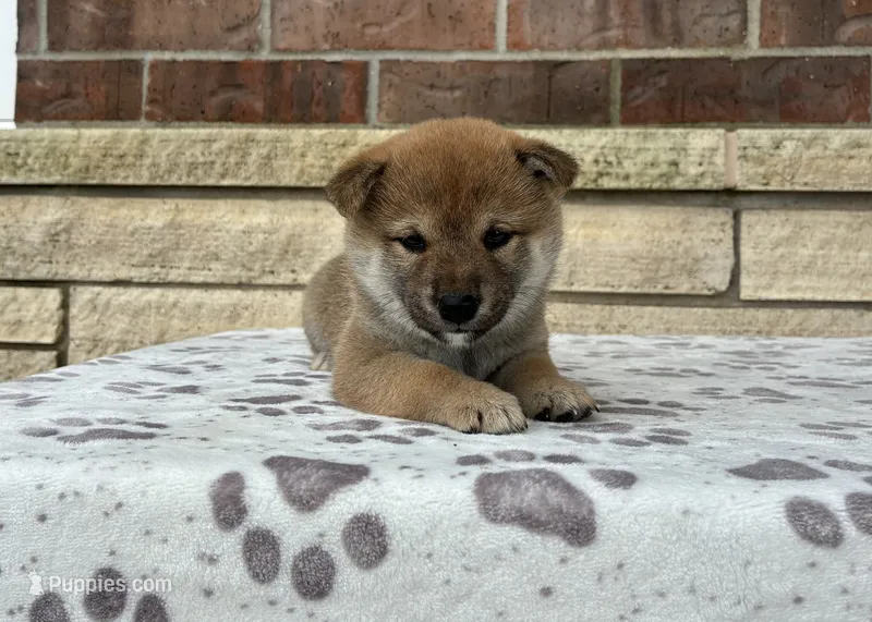 Nina AKC – Shiba Inu puppy for sale in Donnellson, IA