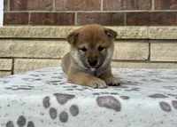 Nina AKC, a female Shiba Inu for sale in Donnellson, IA – 1 of 3