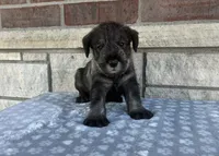 Cassi, a female Standard Schnauzer for sale in Donnellson, IA – 3 of 3