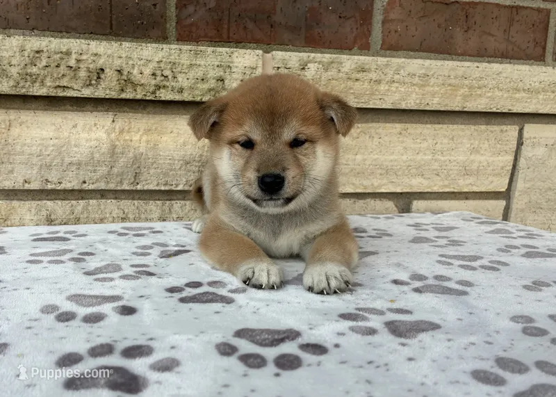 Nixon – Shiba Inu puppy for sale in Donnellson, IA