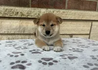 Nixon, a male Shiba Inu for sale in Donnellson, IA – 1 of 3
