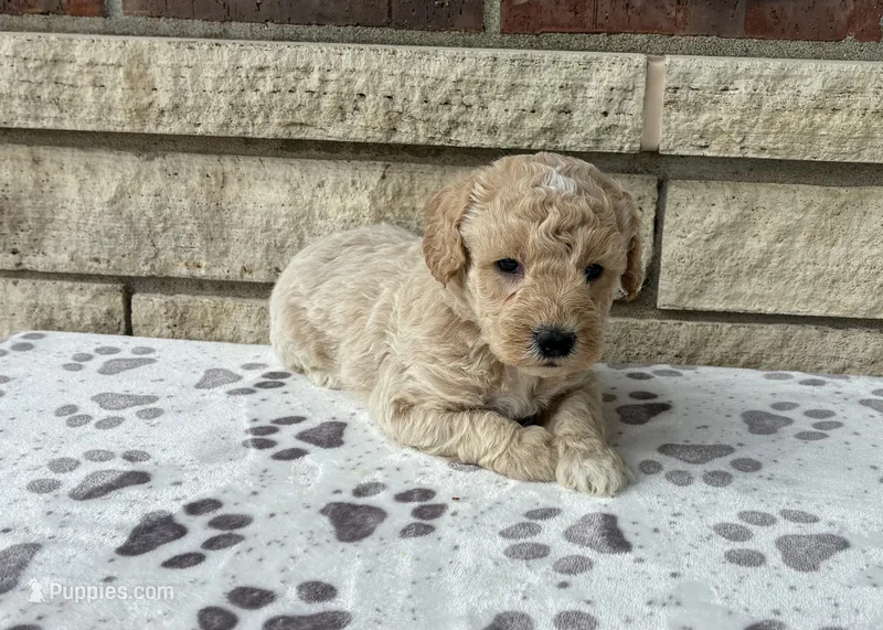 Cove – Miniature Goldendoodle puppy for sale in Donnellson, IA