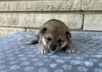 Annie AKC, a female Shiba Inu for sale in Donnellson, IA – 2 of 3