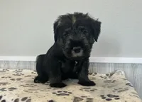 Dan, a male Standard Schnauzer for sale in Donnellson, IA – Photo 3 of 3