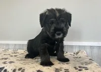 Dan, a male Standard Schnauzer for sale in Donnellson, IA – Photo 1 of 3