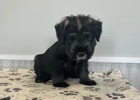 Dan, a male Standard Schnauzer for sale in Donnellson, IA – Photo 2 of 3