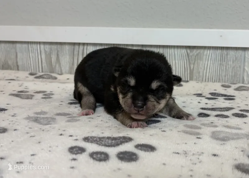 Coral AKC – Shiba Inu puppy for sale in Donnellson, IA