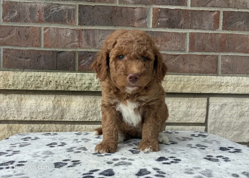 Aspen F1b medium – Goldendoodle puppy for sale in Donnellson, IA