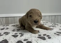 processed/072b1e1c-a9fd-4b82-b0af-df0c3e662e2d/listing/1735af6c-f05f-4729-970c-b16ba9f73235/2aadf9f4-99b3-4d23-b214-6d91c9443d01