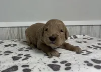 processed/072b1e1c-a9fd-4b82-b0af-df0c3e662e2d/listing/1735af6c-f05f-4729-970c-b16ba9f73235/3229d6ee-2013-426c-a8cc-dce1dbc150ca