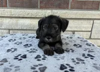 Sara, a female Standard Schnauzer for sale in Donnellson, IA – 3 of 3