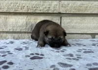 Poppy, a female Shiba Inu for sale in Donnellson, IA – 2 of 3