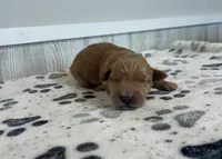 Meadow, a female Goldendoodle for sale in Donnellson, IA – 3 of 3