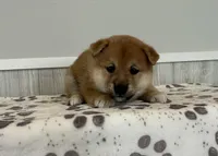 Neo, a male Shiba Inu for sale in Donnellson, IA – Photo 2 of 3