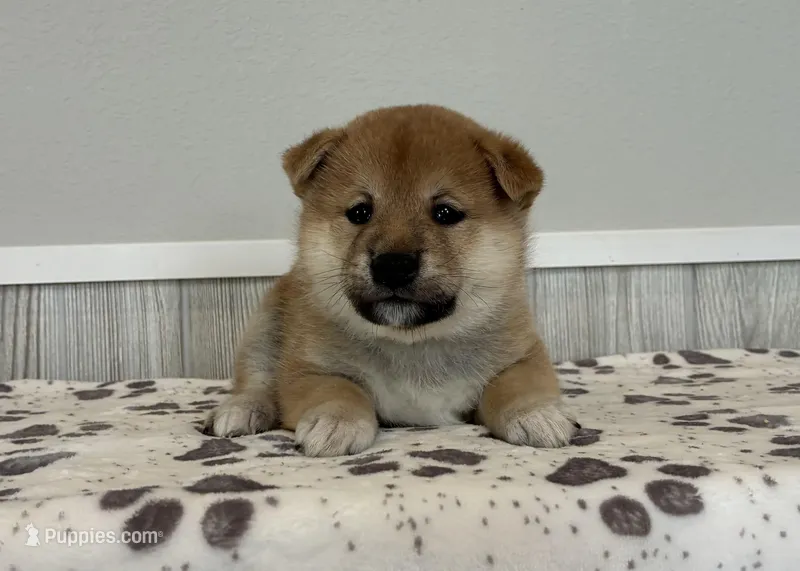 Neo – Shiba Inu puppy for sale in Donnellson, IA