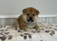 Neo, a male Shiba Inu for sale in Donnellson, IA – Photo 3 of 3