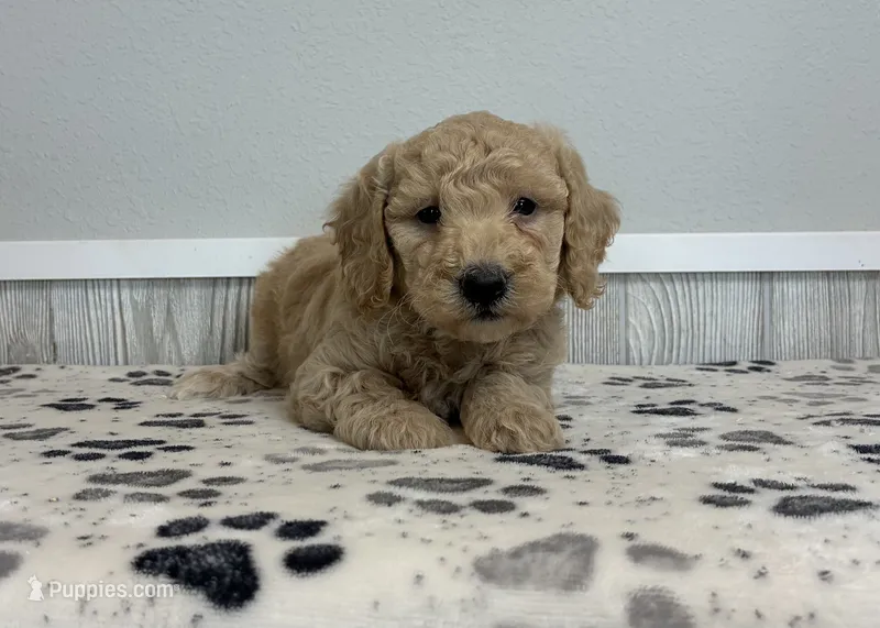 Coral – Miniature Goldendoodle puppy for sale in Donnellson, IA