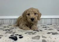 Coral, a female Miniature Goldendoodle for sale in Donnellson, IA – 1 of 3