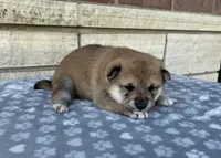 Annie AKC, a female Shiba Inu for sale in Donnellson, IA – 1 of 3
