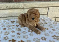 Macy, a female Miniature Goldendoodle for sale in Donnellson, IA – 2 of 4