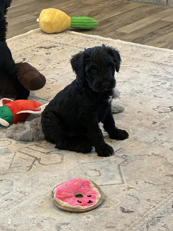 Lyle standard schnoodle – Standard Schnauzer, Poodle - Standard  puppy for sale in Donnellson, IA