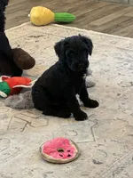 Lyle standard schnoodle, a male Standard Schnauzer and Poodle - Standard  for sale in Donnellson, IA – 1 of 4