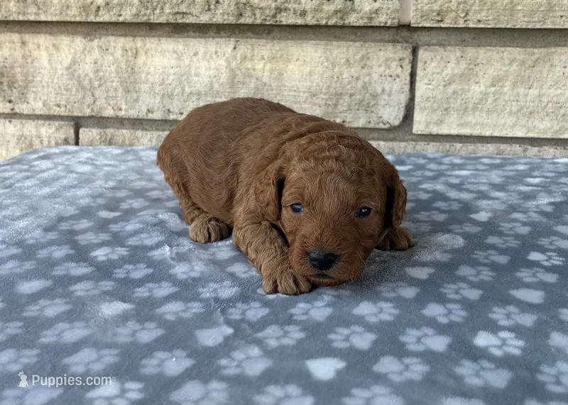 Simon F1b, a male Miniature Goldendoodle for sale in Donnellson, IA – 1 of 3