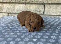 Simon F1b, a male Miniature Goldendoodle for sale in Donnellson, IA – 1 of 3