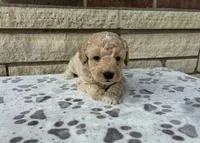 Cove, a male Miniature Goldendoodle for sale in Donnellson, IA – 2 of 3