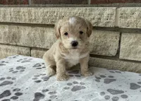 Sandy, a female Miniature Goldendoodle for sale in Donnellson, IA – 2 of 3