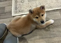 Nash AKC, a male Shiba Inu for sale in Donnellson, IA – 2 of 3